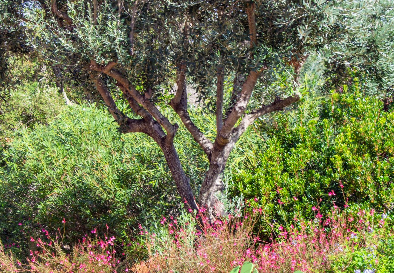 Villa in Sainte-Lucie de Porto-Vecchio - Villa Dolce Vita